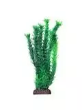 Растение LAGUNA "Амбулия" зеленая, 300 мм